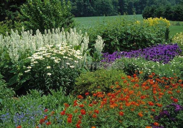 Cosmos sulphureus 'Diablo'