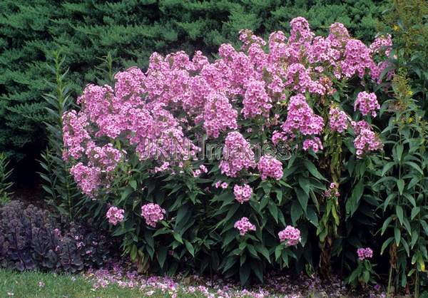 Phlox paniculata