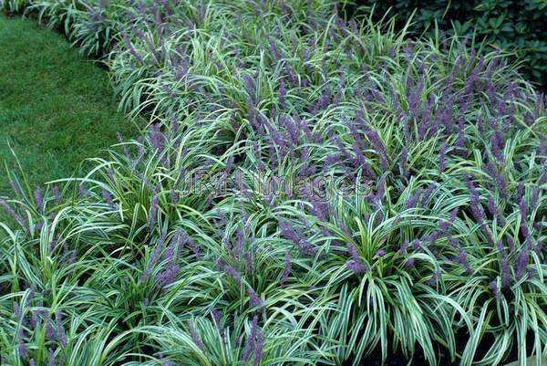 Liriope muscari 'Variegata'