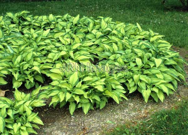 Hosta fortunei 'Auromaculata'