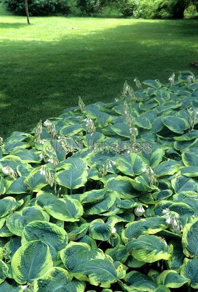 Hosta sieboldiana 'Frances Williams'