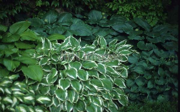 Hosta undulata