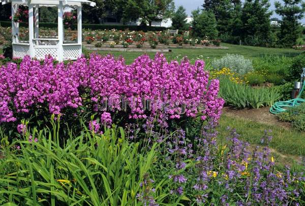 Phlox maculata