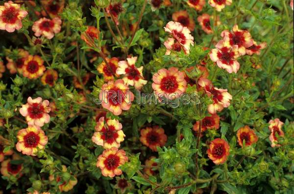 Potentilla atrosanguinea