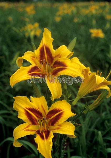 Hemerocallis 'Bonanza'