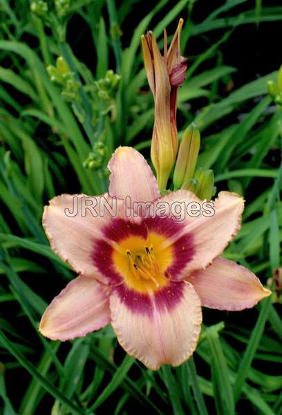 Hemerocallis hybrid 'Chicago Bits'