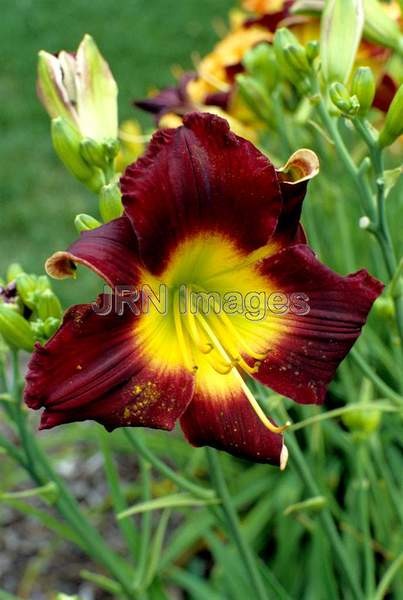 Hemerocallis hybrid 'Savi'