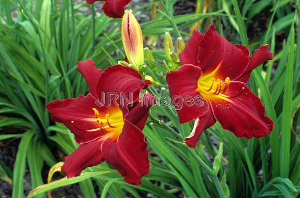 Hemerocallis  hybrid 'Wally Nance'