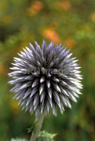 Echinops ritro