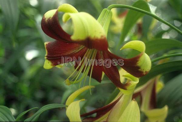 Lilium nepalense