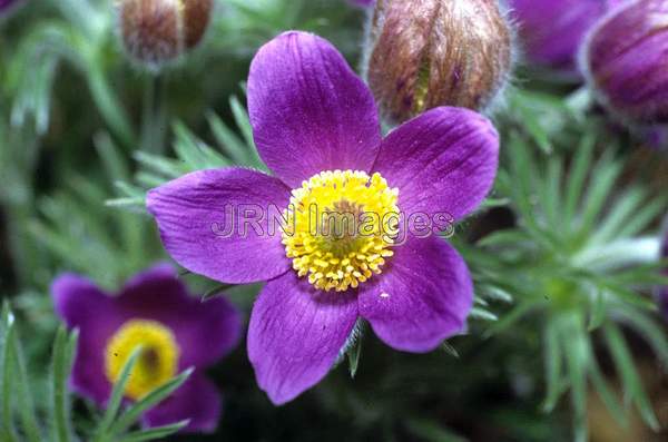 Anemone pulsatilla