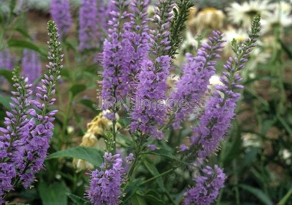 Veronica 'Blue Charm'