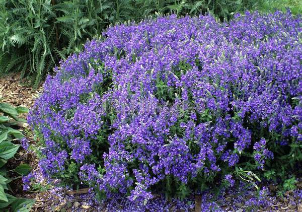 Veronica latifolia