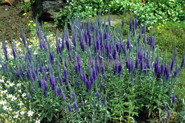 Veronica longifolia