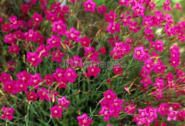 Dianthus deltoides