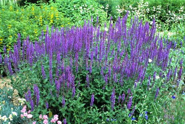 Salvia superba