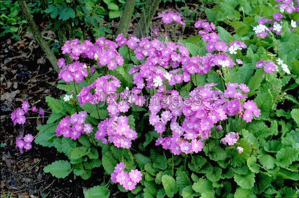 Primula sieboldii