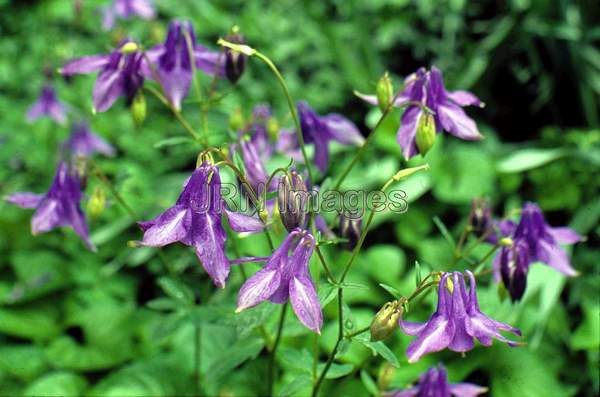 Aquilegia vulgaria