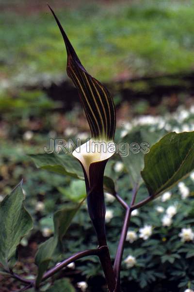 Arisaema sikokianum