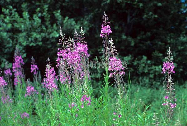 Epilobium angustifolium