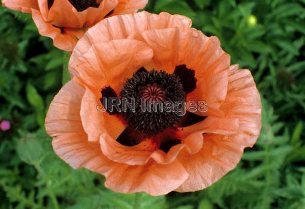 Papaver orientale 'Mrs. Perry'