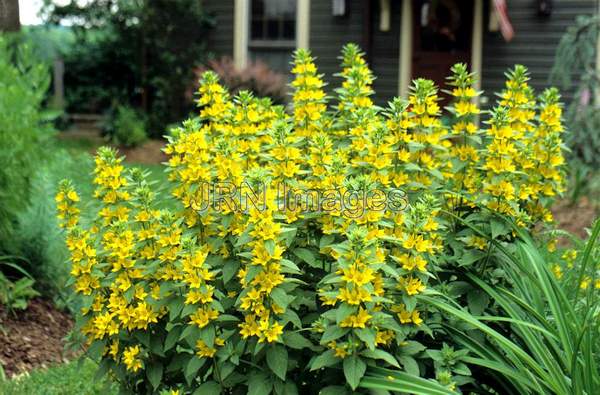 Lysimachia punctata