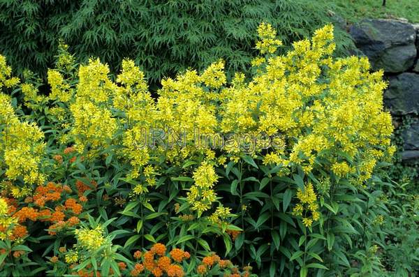 Lysimachia vulgaris