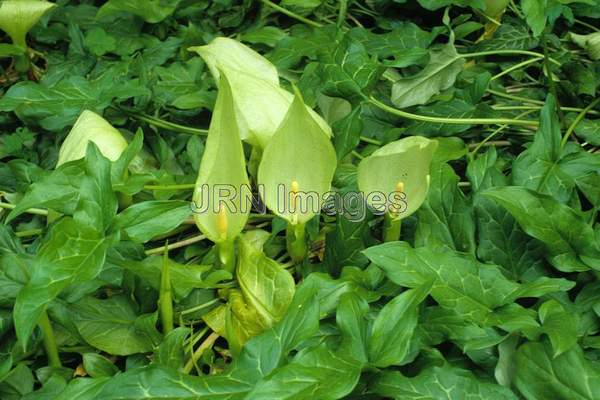 Arum italicum