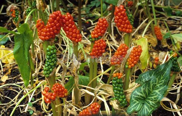 Arum italicum