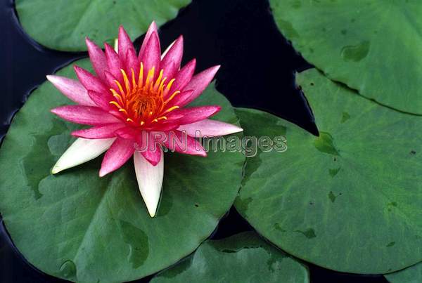 Nymphaea 'Lucida'