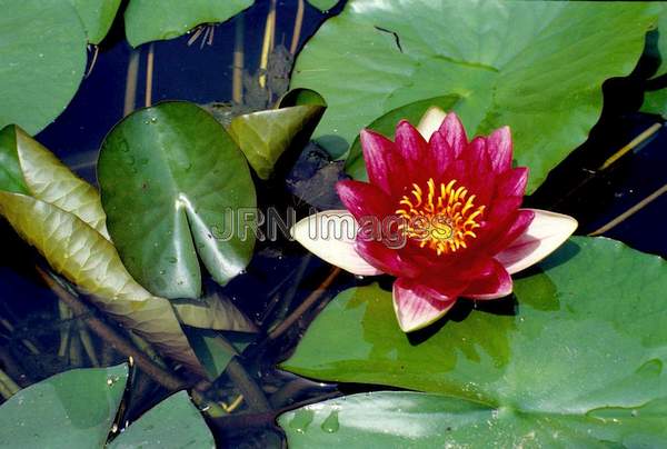 Nymphaea 'Escarboucle'