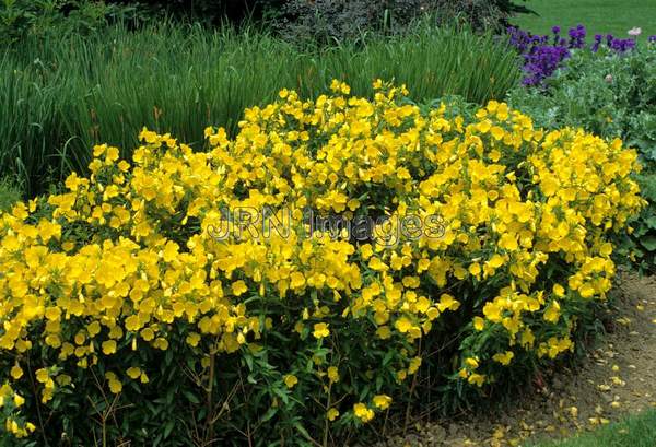 Oenothera fruticosa