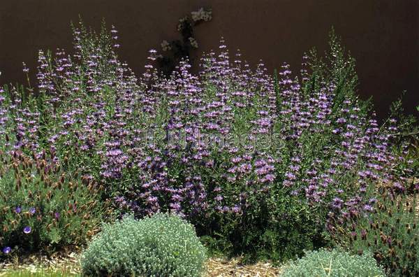 Salvia hybrid 'Allen Chickering'