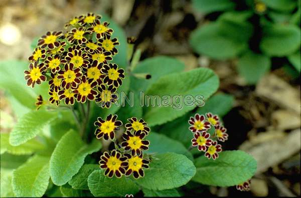 Primula 'Gold Lace'