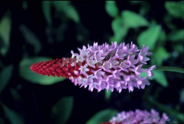 Primula vialii