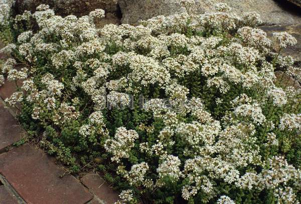 Sedum brevifolium