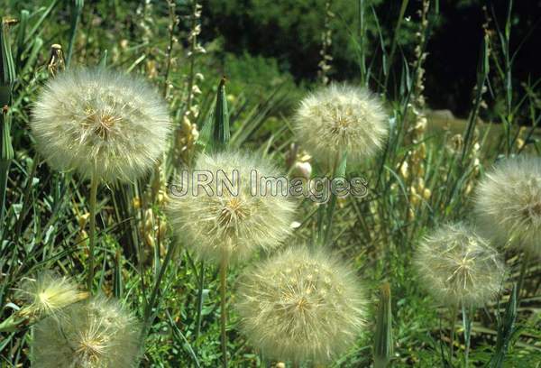 Tragopogon pratensis