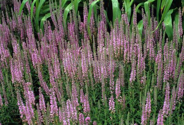 Veronica spicata