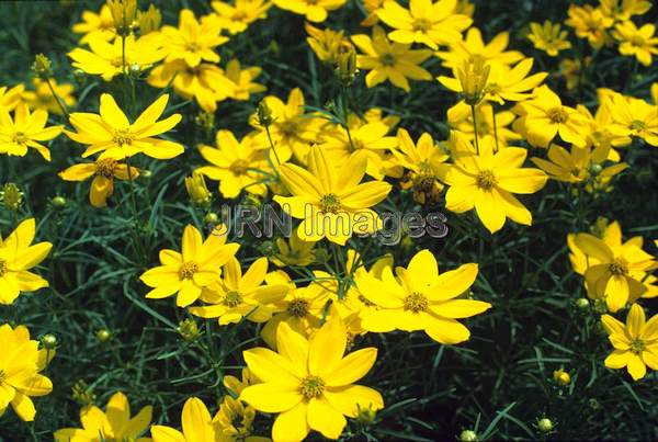 Coreopsis verticillata 'Zagreb'