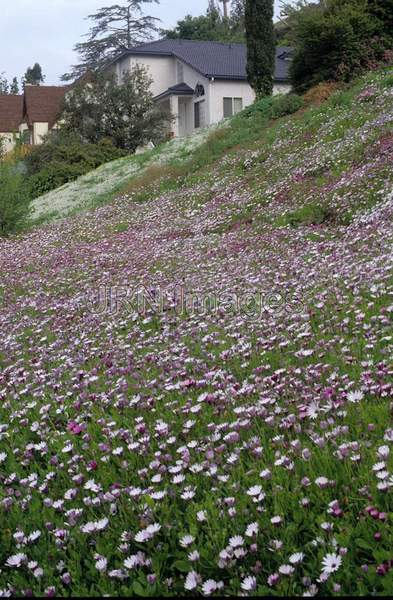 Osteospermum ecklonis