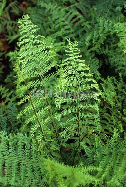 Athyrium filix-femina