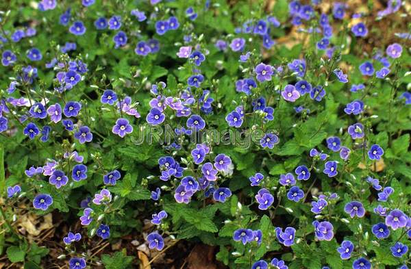 Veronica serpyllifolia