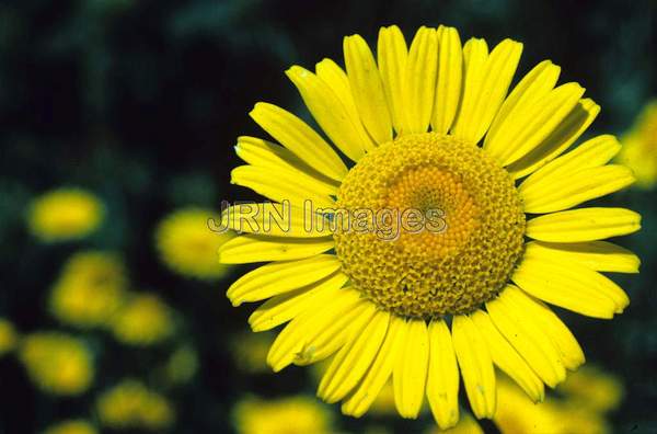 Anthemis tinctoria 'Kelwayi'