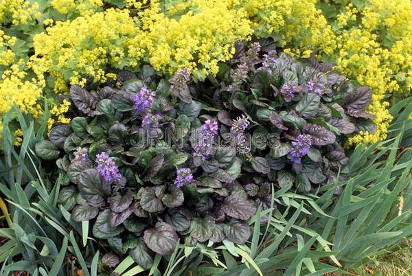 Ajuga pyramidalis 'Jungle Queen'