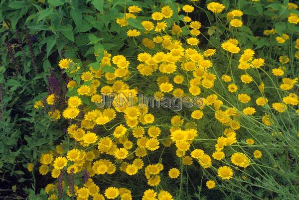 Anthemis tinctoria