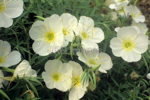 Oenothera speciosa