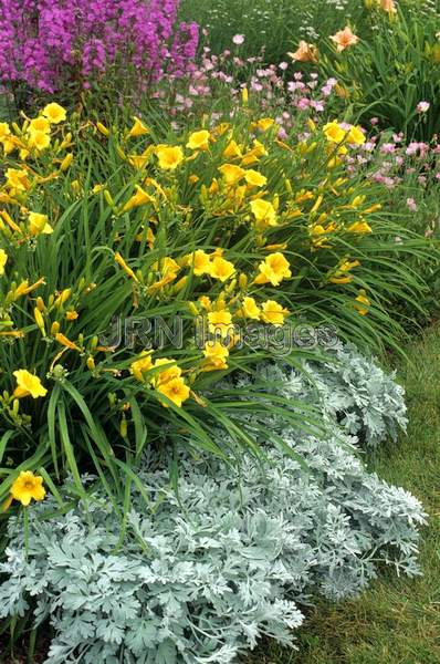 Artemisia 'Silver Brocade'