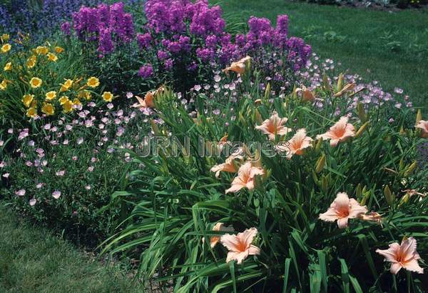 Hemerocallis hybrid 'Melonade'