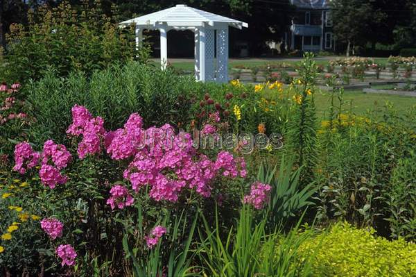 Phlox maculata