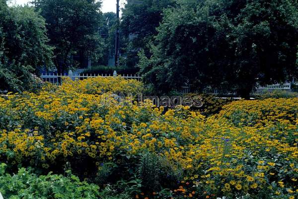 Helianthus x multiflorus